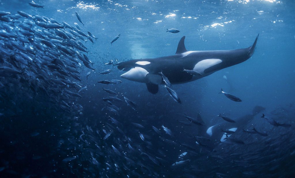 نهنگ‌های بازار چگونه سرمایه‌ها را می‌بلعند ؟
