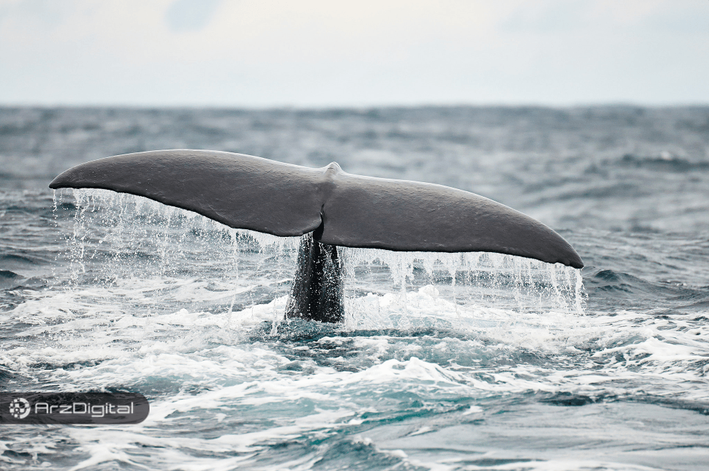 نتایج یک تحقیق: نهنگ‌های بیت کوین مقصر نوسانات آن نیستند !