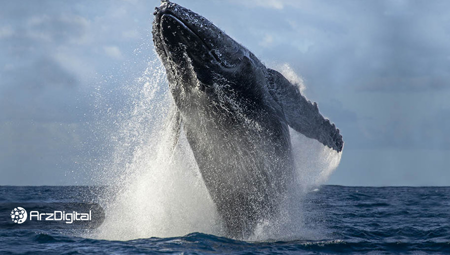نهنگ‌های بیت کوین در حال اتحاد؛ منتظر نوسان‌های بیشتری باشید