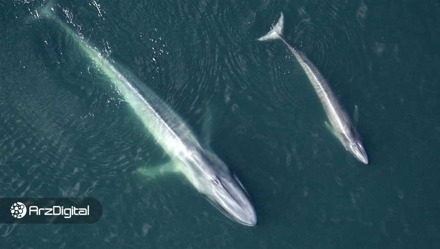داده‌ها نشان می‌دهد نهنگ‌ها علاقه‌ای به فروش بیت کوین در قیمت‌های فعلی ندارند