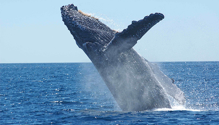 معاملات نهنگ‌های بیت کوین در بازار 