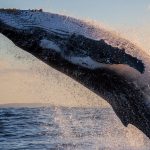 نهنگ‌ بیت کوین کیست و چگونه ترید می‌کند؟