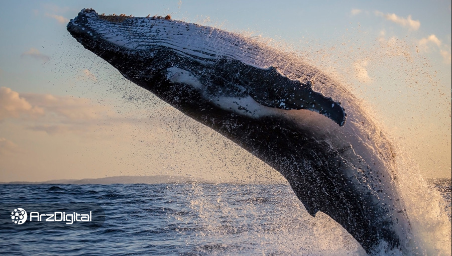 نهنگ‌ بیت کوین کیست و چگونه ترید می‌کند؟