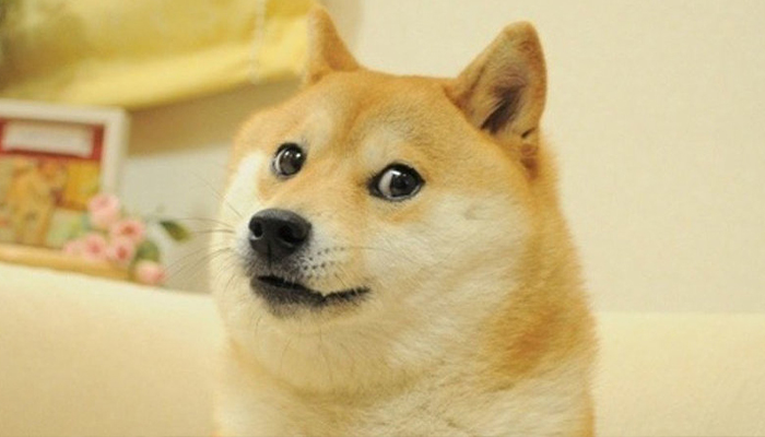 An image of Shiba Ino dog that has become an internet meme to express humorous feelings due to its special face.