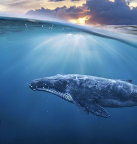 سومین نهنگ بزرگ شبکه اتریوم اخیراً چه توکن‌هایی خریده است؟