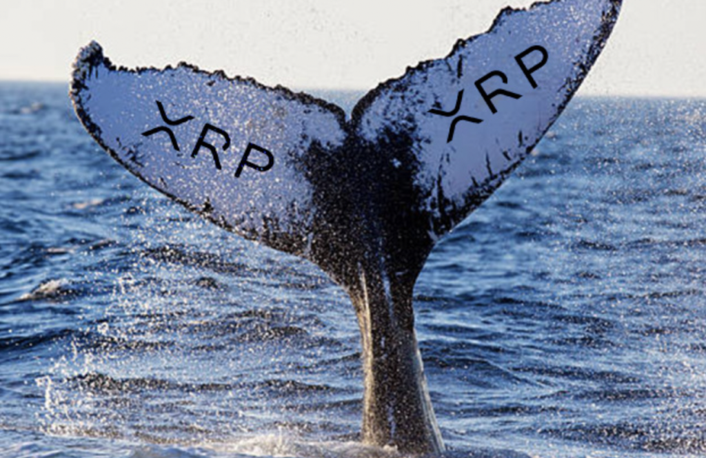 در ماه گذشته ۵۰ نهنگ بزرگ جدید به شبکه ریپل اضافه شده است