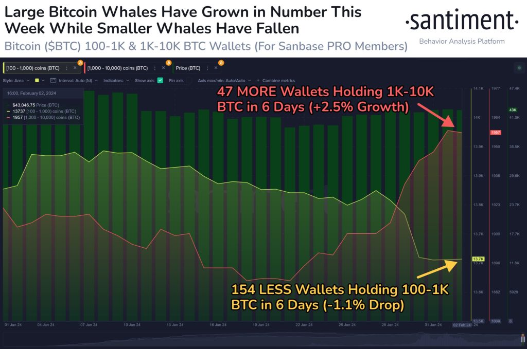 تاثیر افزایش فعالیت نهنگ‌ها بر قیمت بیت کوین
