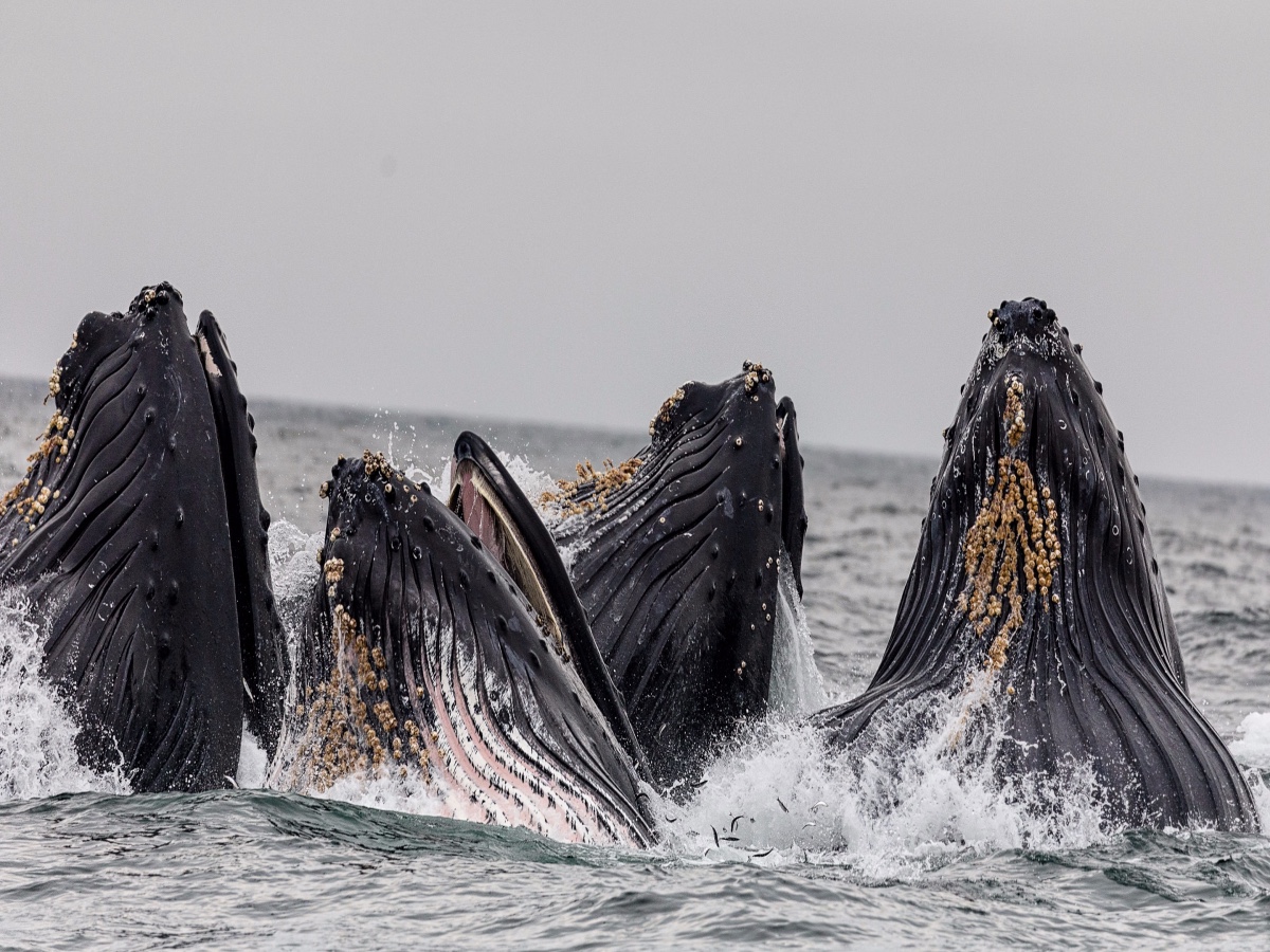 خروج گسترده نهنگ‌های اتریوم و بیت کوین از صرافی هوبی